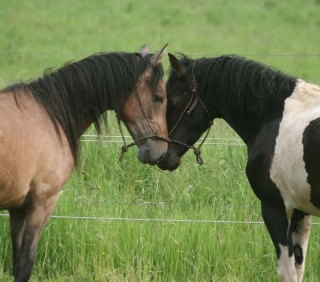  cría de caballos rizados 